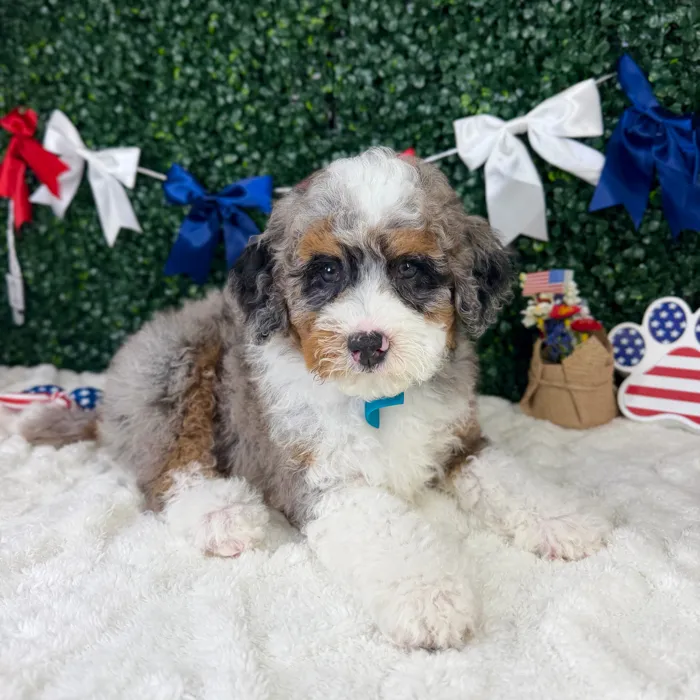 Male Bernedoodle puppy named Benji for sale at Puppy Dreams - Garland.