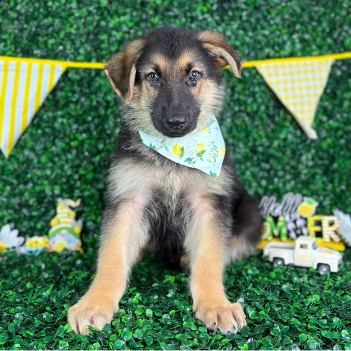 Male German Shepherd puppy named Moose for sale at Puppy Dreams - North Richland Hills.