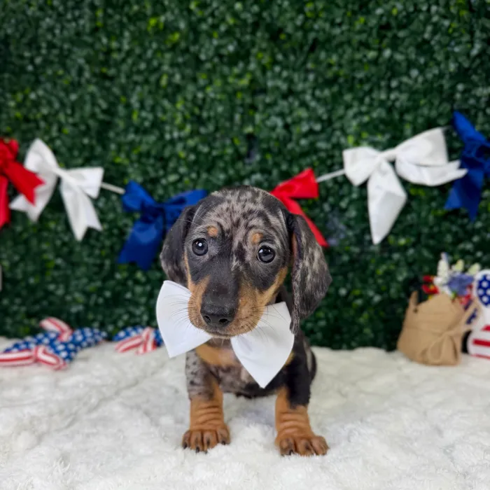 Male Dachshund puppy named Theo for sale at Puppy Dreams - Garland.
