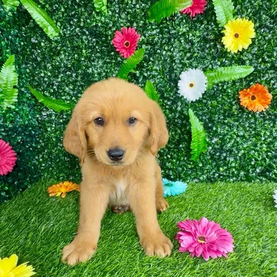 Female Golden Retriever puppy named Sunkist for sale at Puppy Dreams - Denton.