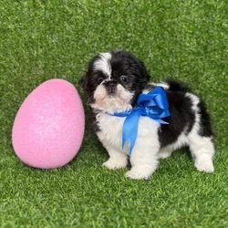 car_main_img_/media/ap_media/pets/PPQUSPNCWUVY120378.webp.250x250_q85.webp