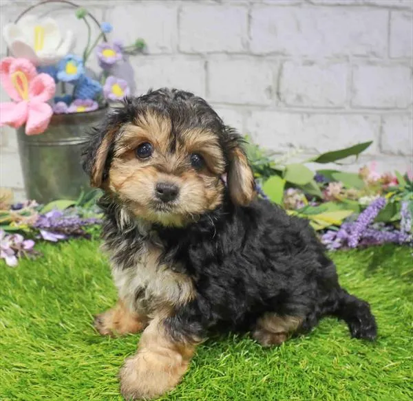 Male Yorkie-Poo puppy named Nugget for sale at Puppy Dreams - Garland.