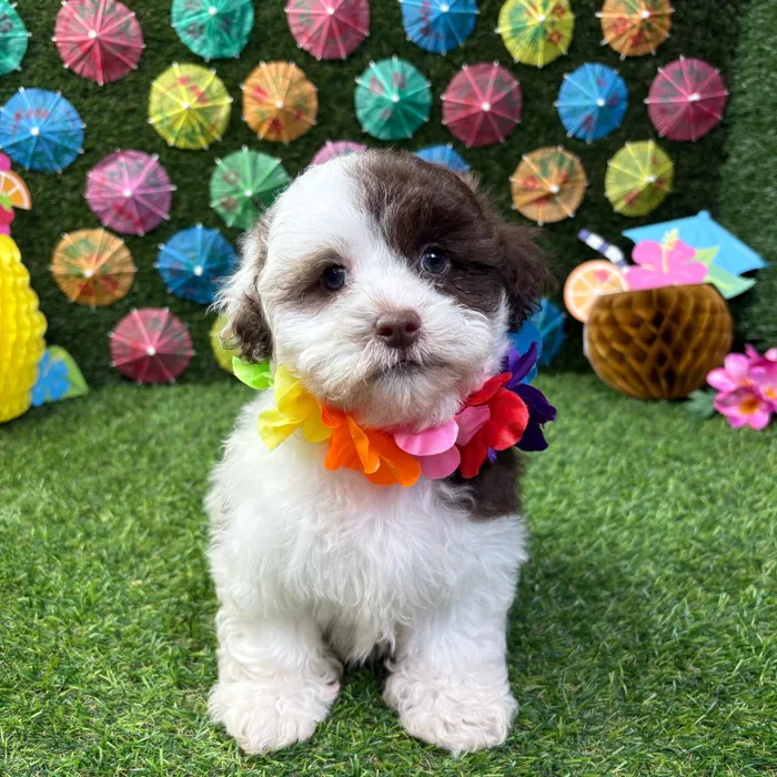 Female Shipoo puppy named Summer for sale at Puppy Dreams - Carrollton.