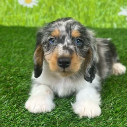 car_main_img_/media/ap_media/pets/PRWVZNKRPFXQ123443.webp.250x250_q85.webp