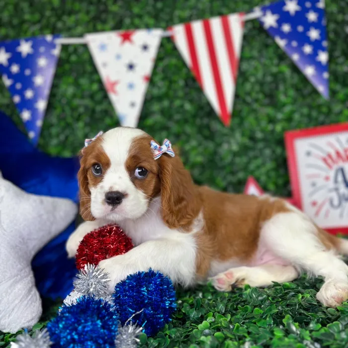 Female Cavalier King Charles Spaniel puppy named Emma for sale at Puppy Dreams - North Richland Hills.