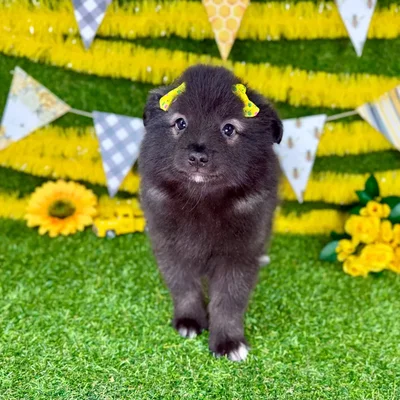 Female Keeshond puppy named Nova for sale at Puppy Dreams - Arlington.