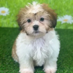 car_main_img_/media/ap_media/pets/PSJLLHGDHTAH123797.webp.250x250_q85.webp