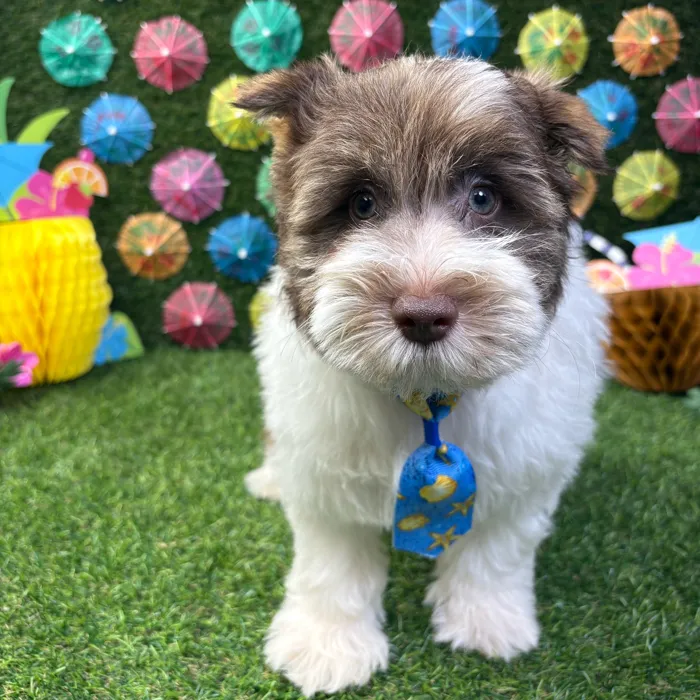 Male Mini Schnauzer puppy named Jack for sale at Puppy Dreams - Carrollton.