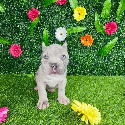 Female American Bully puppy named Cherry Cola for sale at Puppy Dreams - Denton.