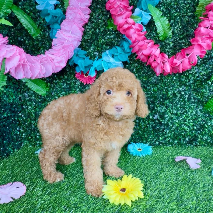 Female Cockapoo puppy named Viola Davis for sale at Puppy Dreams - Denton.