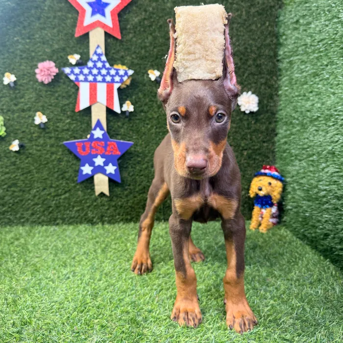 Female Doberman Pinscher puppy named Zara for sale at Puppy Dreams - Carrollton.
