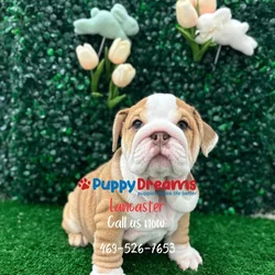 car_main_img_/media/ap_media/pets/PUYIYQPWDEWV120184.webp.250x250_q85.webp