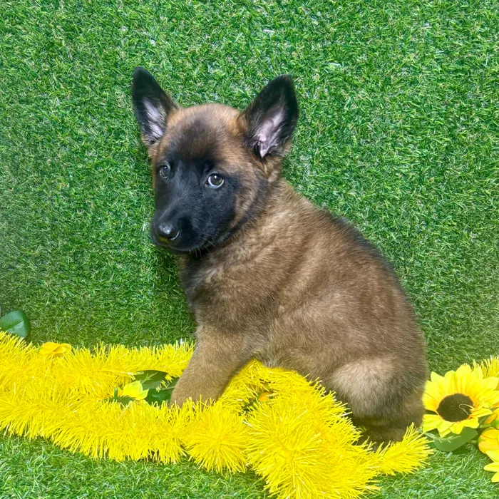 Female Belgian Malinois puppy named Tammy for sale at Puppy Dreams - Arlington.