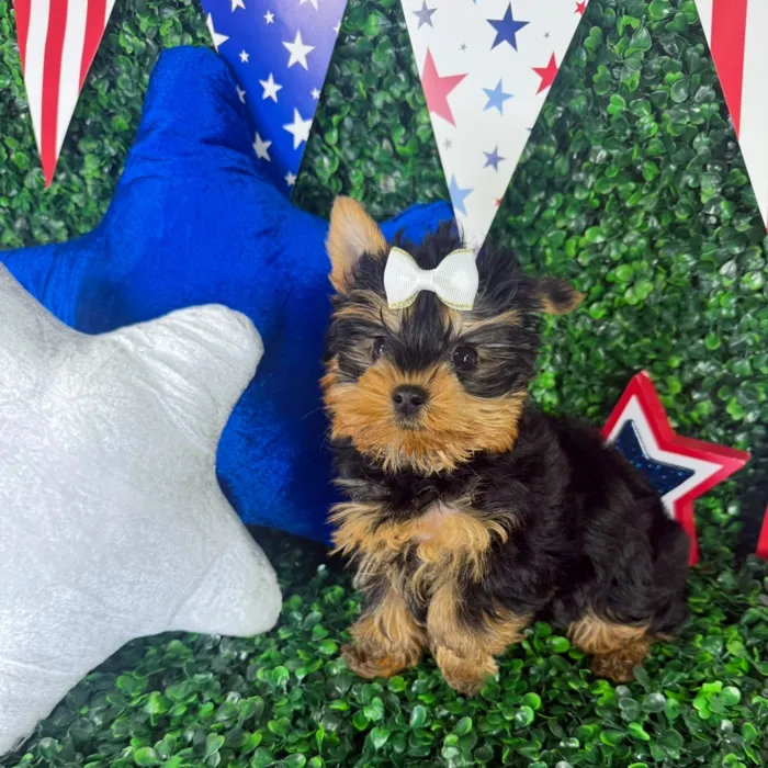 Female Yorkie puppy named Mia for sale at Puppy Dreams - North Richland Hills.