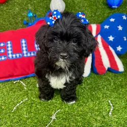 Female Shipoo puppy named Candy for sale at Puppy Dreams - Arlington.