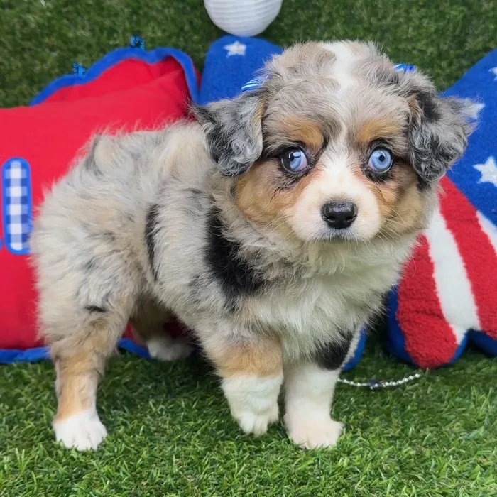 Female Mini Aussie puppy named Dori for sale at Puppy Dreams - Arlington.