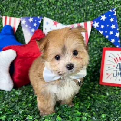 Male Yochon puppy named Bentley for sale at Puppy Dreams - North Richland Hills.