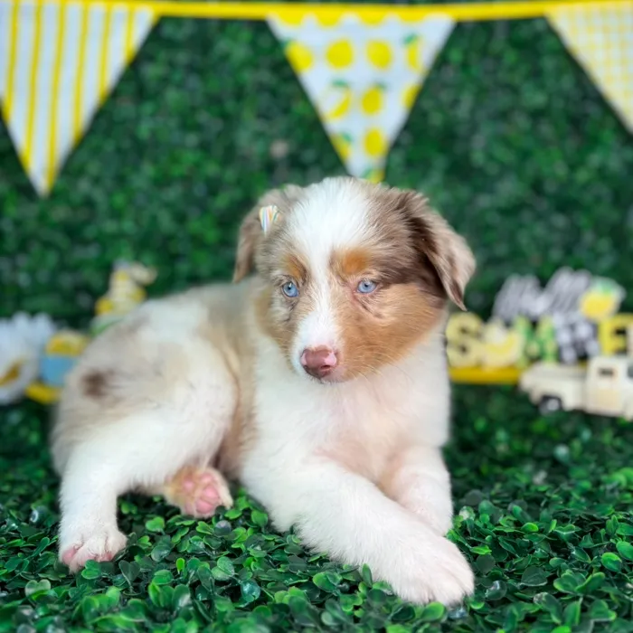 Female Mini Aussie puppy named Stella for sale at Puppy Dreams - North Richland Hills.