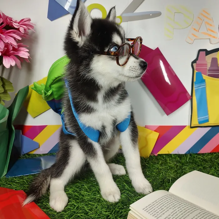 Male Pomsky puppy named *Mr. Loganbill* for sale at Puppy Dreams - Mansfield.