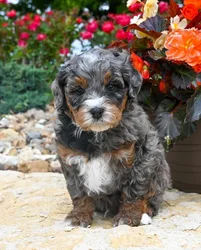 car_main_img_/media/ap_media/pets/PWPWYDPREJPI129871.webp.250x250_q85.webp