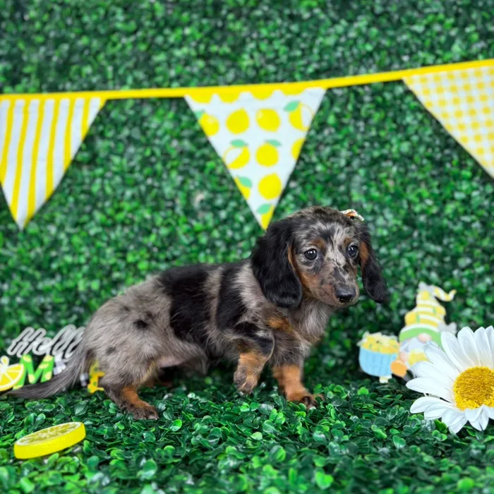 Female Dachshund puppy named Millie for sale at Puppy Dreams - North Richland Hills.