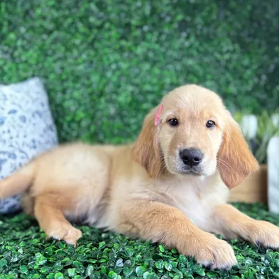 Female Golden Retriever puppy named Lorelai for sale at Puppy Dreams - North Richland Hills.