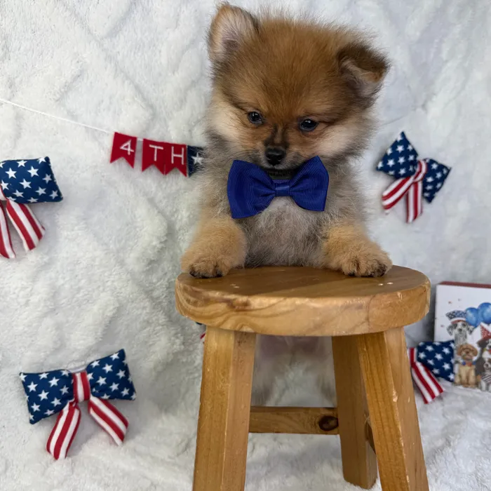 Male Pomeranian puppy named Remy for sale at Puppy Dreams - Garland.