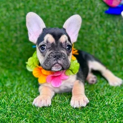 car_main_img_/media/ap_media/pets/QAWTJUKXHNBS127890.webp.250x250_q85.webp