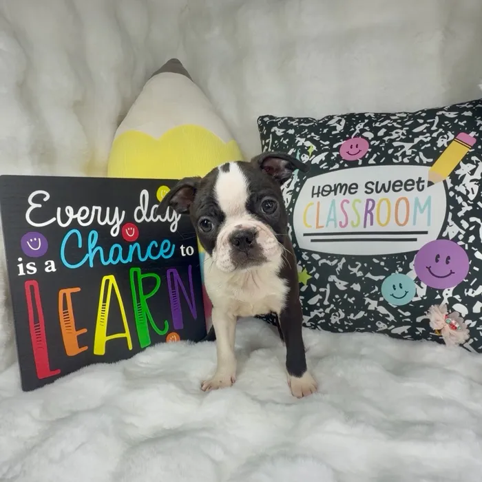 Female Boston Terrier puppy named Apple for sale at Puppy Dreams - Denton.