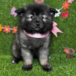 car_main_img_/media/ap_media/pets/QBDGRQTFNWNA125993.webp.250x250_q85.webp