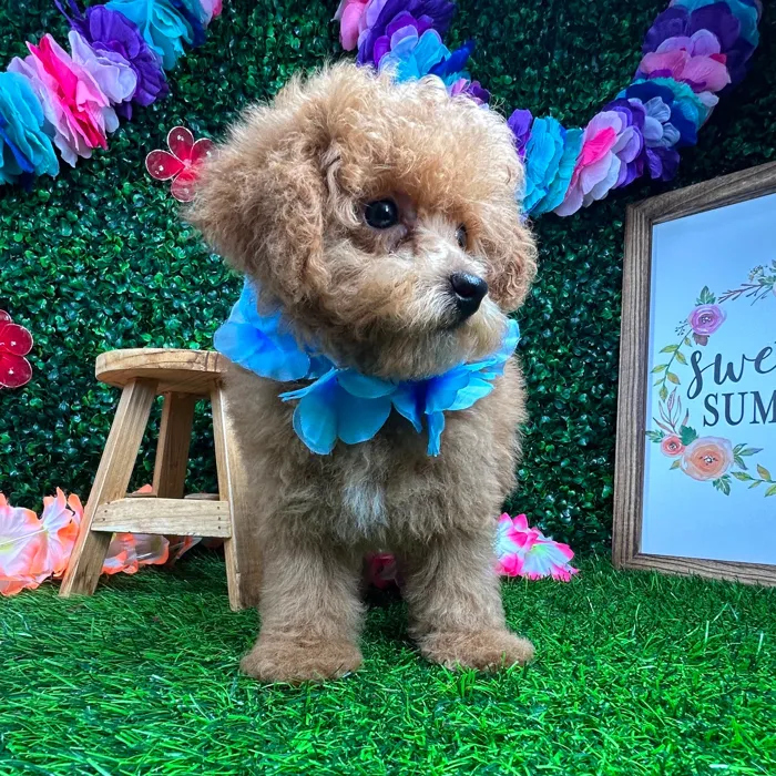 Male Mini Poodle puppy named *Cedar* for sale at Puppy Dreams - Mansfield.