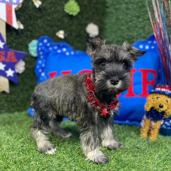 Female Mini Schnauzer puppy named Violet for sale at Puppy Dreams - Carrollton.