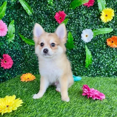 Male Pomchi puppy named Brisk for sale at Puppy Dreams - Denton.