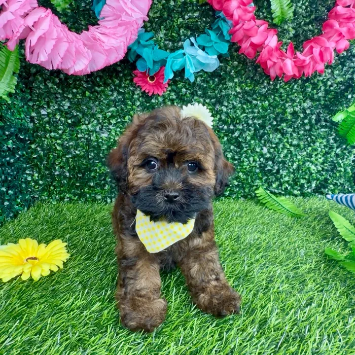 Female Shipoo puppy named Amelia for sale at Puppy Dreams - Denton.