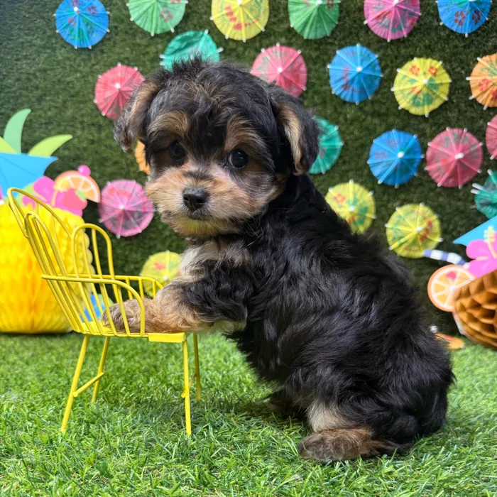 Male Yorkie-Poo puppy named Ollie for sale at Puppy Dreams - Carrollton.