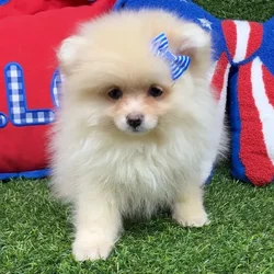 Female Pomeranian puppy named Sophie for sale at Puppy Dreams - Arlington.