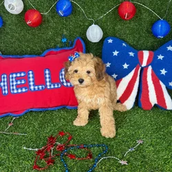 Female Cockapoo puppy named Daisy for sale at Puppy Dreams - Arlington.