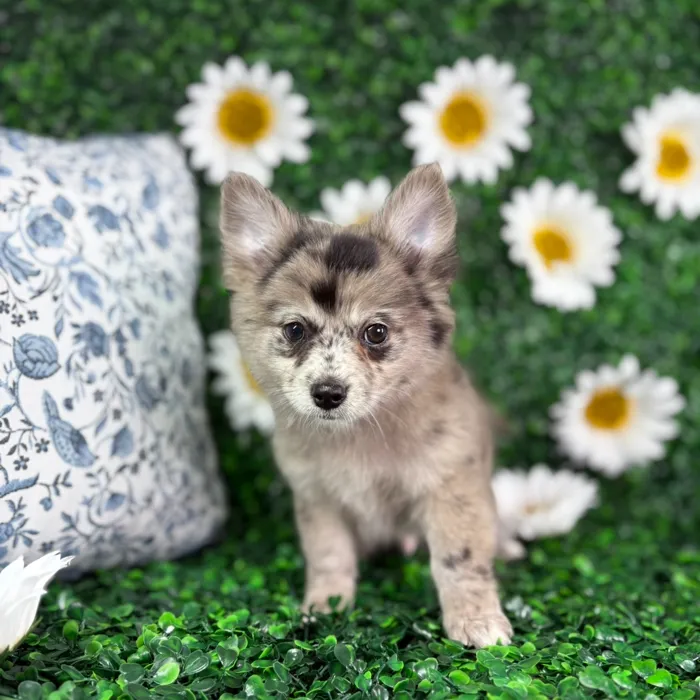 Male Pomchi puppy named Clyde for sale at Puppy Dreams - North Richland Hills.