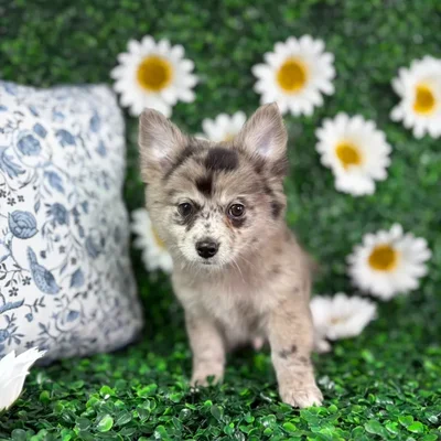Male Pomchi puppy named Leo for sale at Puppy Dreams - North Richland Hills.