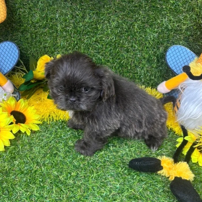 Male Shih Tzu puppy named Frost for sale at Puppy Dreams - Arlington.