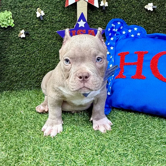 Male American Bully puppy named Draco for sale at Puppy Dreams - Carrollton.