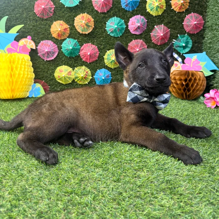 Male Belgian Malinois puppy named Bandit for sale at Puppy Dreams - Carrollton.