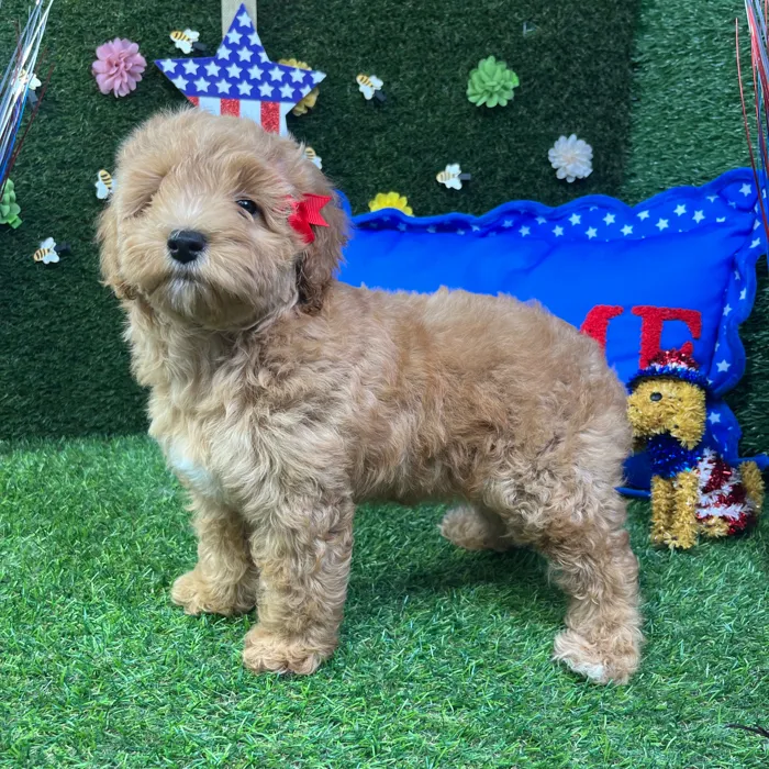Female Cockapoo puppy named Rosie for sale at Puppy Dreams - Carrollton.