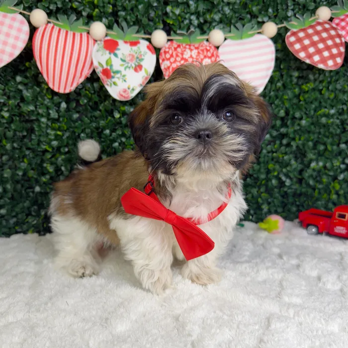 Male Teddy Bear puppy for sale at Puppy Dreams - Garland.