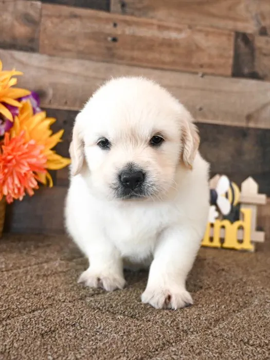Male Golden Retriever puppy for sale at Puppy Dreams - Arlington.