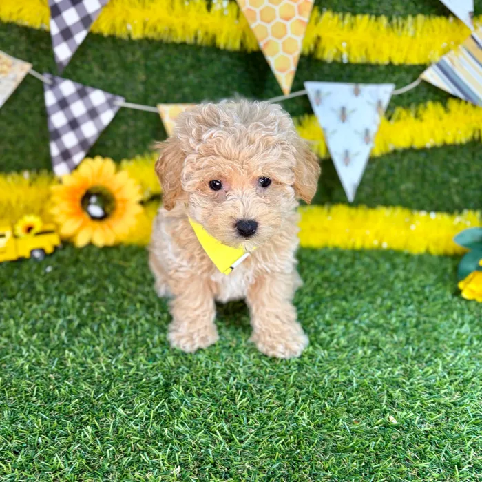 Male Bichon-Poodle puppy named Chia for sale at Puppy Dreams - Arlington.