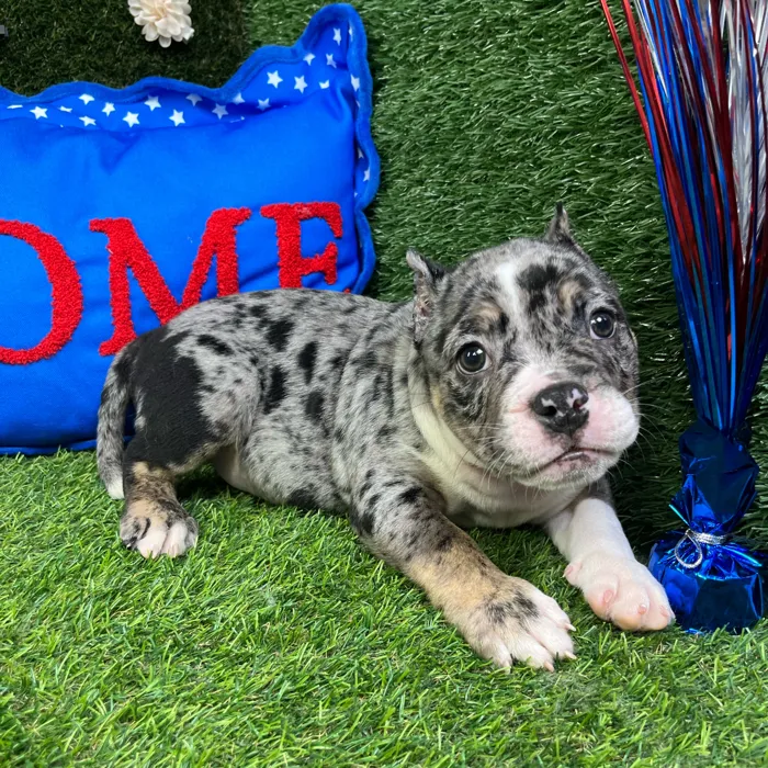 Female American Bully puppy named Athena for sale at Puppy Dreams - Carrollton.