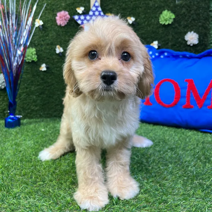 Female Cavapoo puppy named Peach for sale at Puppy Dreams - Carrollton.