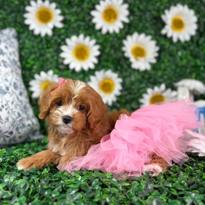 Female Cavapoo puppy named Paris for sale at Puppy Dreams - North Richland Hills.