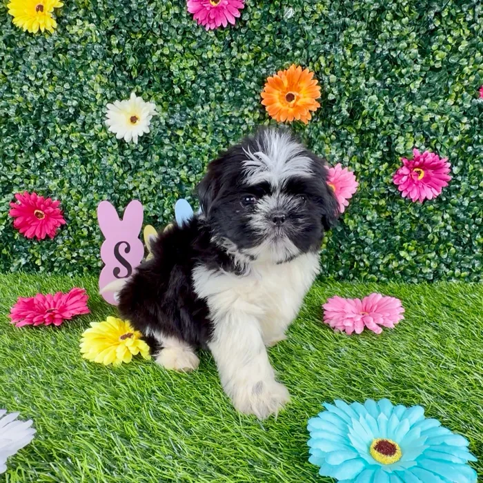 Male Shih Tzu puppy named Pansy for sale at Puppy Dreams - Denton.